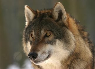 Is Environmentalism ANTI-HUMANISM?