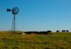 Update on the Bundy/Malheur Trials Cattle windmill