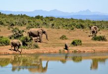 Parallels of South Africa to America Elephant