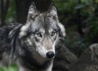 The “Reintroduction” of the Predators and the threat to Farms and Ranches
