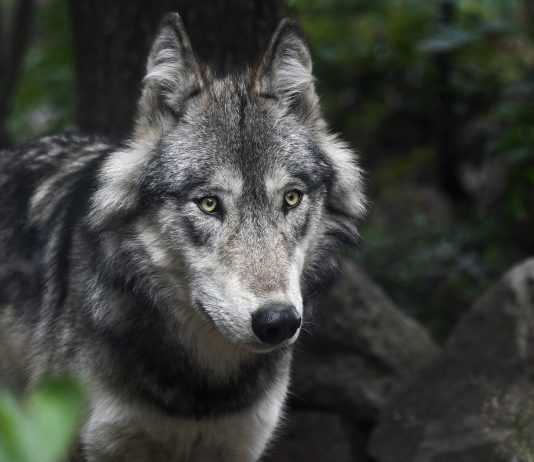 The “Reintroduction” of the Predators and the threat to Farms and Ranches