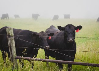 Threat to the Future of Ranching by compliance to Agenda 21