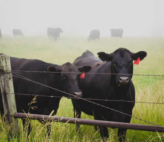 Threat to the Future of Ranching by compliance to Agenda 21