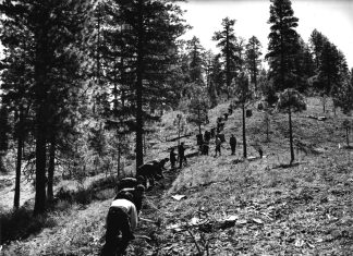 AMERICA’S NATIONAL FORESTS – stewardship Trumps radical environmentalism