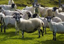 ANIMAL RIGHTS – using emotion to destroy all rights!