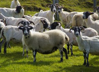 ANIMAL RIGHTS – using emotion to destroy all rights!