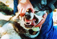WOLVES and Other Predators – two and four legged predators threaten rural America