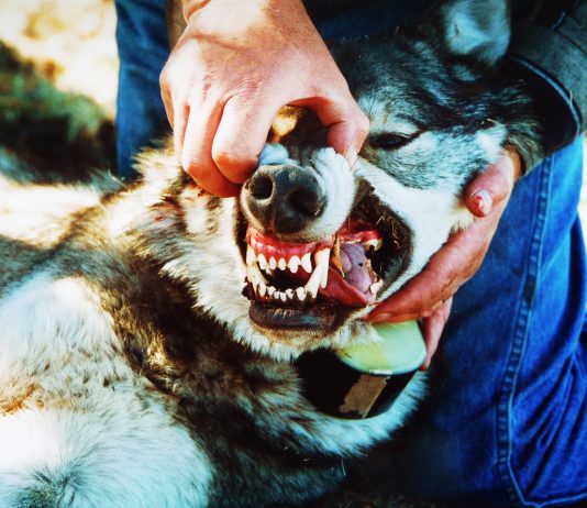 WOLVES and Other Predators – two and four legged predators threaten rural America