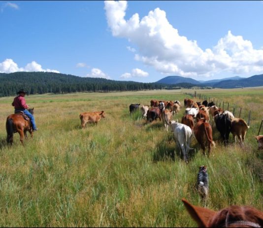 THE PUBLIC/PRIVATE LAND DEBATE what are their goals and where will it end?