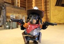 Wanting Accountable Government Is NOT Domestic TERRORISM!