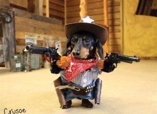 Wanting Accountable Government Is NOT Domestic TERRORISM!