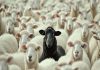 LESSONS FOR THE HERD MENTALITY