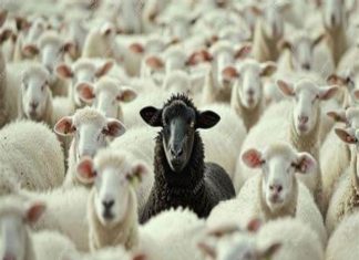 LESSONS FOR THE HERD MENTALITY