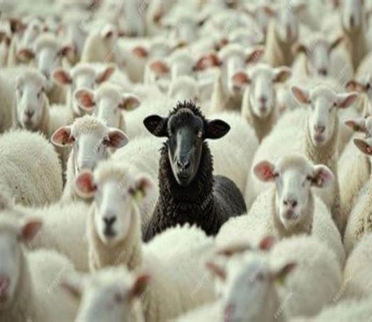 LESSONS FOR THE HERD MENTALITY