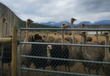 EXPOSING A TRANSFORMATIVE AGENDA