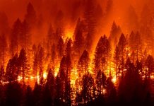 WILDFIRE MANAGEMENT & WILD HORSES