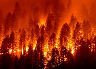 WILDFIRE MANAGEMENT & WILD HORSES