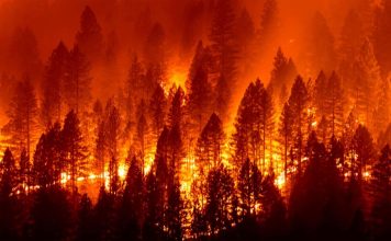 WILDFIRE MANAGEMENT & WILD HORSES