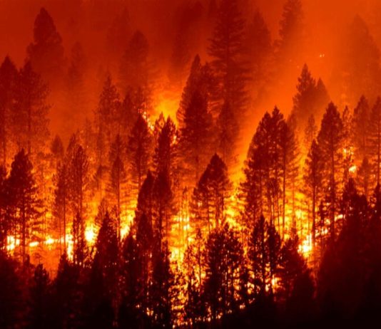 WILDFIRE MANAGEMENT & WILD HORSES